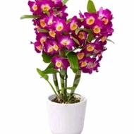 tanaman hias anggrek dendrobium nobile