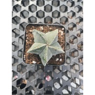 Augustfame - Astrophytum Myriostigma Nudum 5 Rib White 5角鸾凤玉 cactus 仙人球 succulent