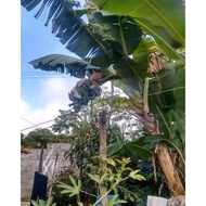 Benih pokok pisang emas