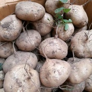 Package of 40 jicama seeds
