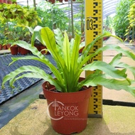 TKL - Asplenium Staghorn Fern/Platycerium Wandae/Platycerium Bifurcatum 女王鹿角蕨/普鹿