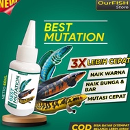 BEST MUTATION Obat Mutasi Ikan Channa Vitamin Ikan Channa Maru Barca