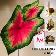 ANAK UBI KELADI THAI SUPACHOK CALADIUM BULB CUTTING THAILAND