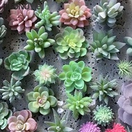 IJUONUYIE Green Desktop Living Room Ornament Fake Plants Bedroom Artificial Succulents Plants