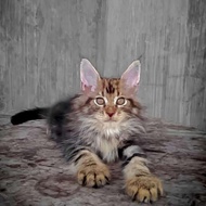 kucing mainecoon nonped line ped 3-4 bulan ready