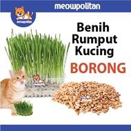 [1gram BORONG ] Benih Rumput Kucing Premium | Pet Grass Cat Grass Seeds