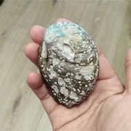 7Cm Natural Abalone Shell Large Sea Shells Nautical Decor Soap Landscape Fish Diy Aquarium Wedding D