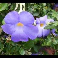 Thunbergia Erecta by LS Group