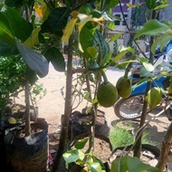 bibit tanaman buah nangka madu kondisi berbuah tinggi 1 meter up