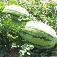 20± Biji Benih Tembikai Besar Merah Bujur /Oval Large Watermelon Seed 椭圆形大红西瓜籽