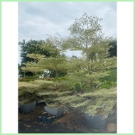 ۞ ◐ ❂ VARIEGATED AFRICAN TALISAY WITH GARDEN SOIL