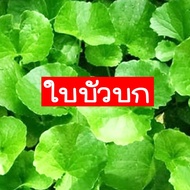 ใบบัวบก🌱สำหรับปลูก👉ถูกที่สุด 10 บ.👉เมล็ดพันธุ์ใบบัวบก 20เมล็ด🌱งอกไว🌱แท้100%🌱พร้อมส่ง