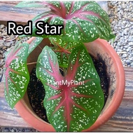 Caladium Red Star Anak Pokok Keladi Bajet