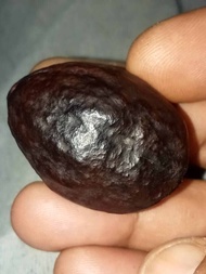 muncang adu jawa panjangan pasangan bagus kuat juara siap pale