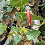 Tanaman hias anthurium miki mouse - tanaman hias anthurium bunga merah