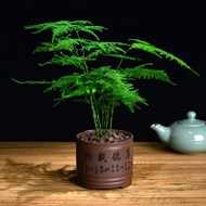 Xuan Linmei Asparagus Fern Potted Plants Hydroponic Asparagus Fern Black Pine Bonsai Dwarf Bonsai Tree Stump Plant Indoo