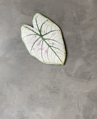 BLR 觀葉植物 造型萬用墊F3 草莓之星 彩葉芋 龜背芋 蔓綠絨