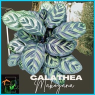 ◫ § ◺ Calathea Makoyana Live Plants