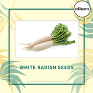 [Seeds] White Radish / Lobak Putih Vegetable Seeds ±4 grams (Seeds only)