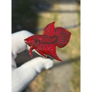 Mahachai Wild Fighting Fish Lure Red Resin Coating Shiny Small Size 3-4 Cm. Chanel Bear Betta