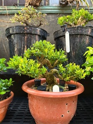 小品盆栽・雀舌黃楊