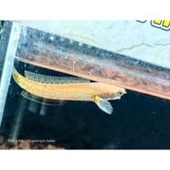 original ikan channa limbata golden strip size 7-8cm (real pict)