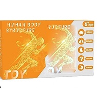 [Premium Box] Human Body Model Educational Toy - Stem Removable Human Body Assembly Model