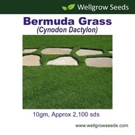 Bermuda / Carpet Grass Seeds (10gm) / Biji Benih Rumput Bermuda / Karpet (Coverage ≈6sqft)