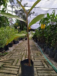 MM-Blood Red flower torch ginger / Anak Pokok kantan Merah tanaman garden