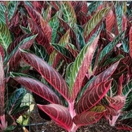 aglonema red sumatra