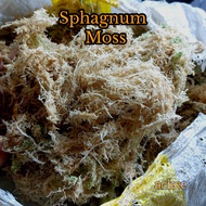 Sphagnum Moss (White)