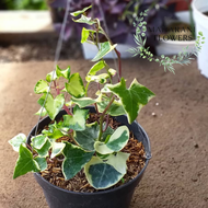 PROMO TANAMAN IVY ENGLISH TANAMAN GANTUNG HIDUP IVY VARIEGATA TANAMAN GANTUNG MURAH IVY ENGLISH TANA