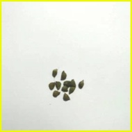 ♞,♘【COD】10pcs Rare Calathea Seeds Air Freshening Plants Seeds #SW6