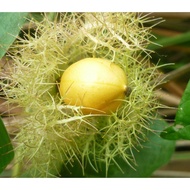 biji/benih/bibit buah markisa mini /10 biji