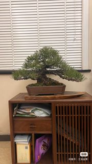 日本三河黑松中品矮霸