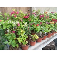 Rare/top tare bougainvillea rooted (maximum of 2 plants only per order)