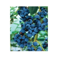 BIJI BIBIT BENIH BLUEBERRY