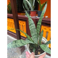 snake plant variety/