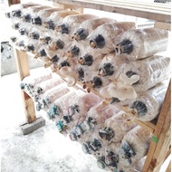 Warisan instant oyster mushroom seedarisan instant oyster mushroom seed