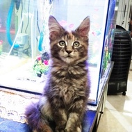 Kucing MaineCoon bukan mix GARANSI. Line Ped CFA Maine Coon