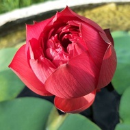 บัวหลวงสีแดงนำเข้า Red Peony เมล็ดบัวหลวงดอกสีแดง ดอกใหญ่ ของแท้ 100% เมล็ดพันธ์ุบัวหลวง ดอกบัว ปลูกบัว เม็ดบัว สวนบัว White Lotus Waterlily seeds. 8 เมล็ด