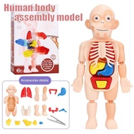 Human Body Model Assembly Human Anatomy Puzzle Model DIY Early Education Teaching Aids Anatomy Toys