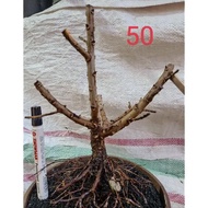BEST SELLER Bahan Bonsai Santigi Karang Dongkelan