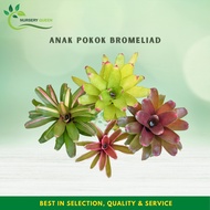 Anak Pokok Bromeliad Thailand Size S &amp; M Live Plant Pokok Hidup [Random Pick]