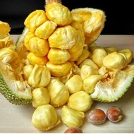 buah nangka cempedak / buah cimpedak super 1buah