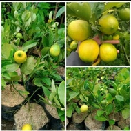 Bibit jeruk lemon California