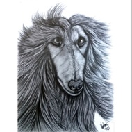 Afghan Hound (pencil drawing)