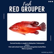 Fresh Frozen Red Grouper 800-1000G