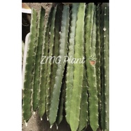 (50cm - 70cm)Red Sweet Dragon Fruit Tree, Anak Pokok Manis Buah Naga Merah dahan benih