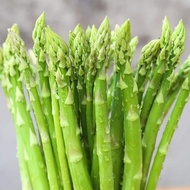 Benih Asparagus Traditional 10pcs/传统芦笋
